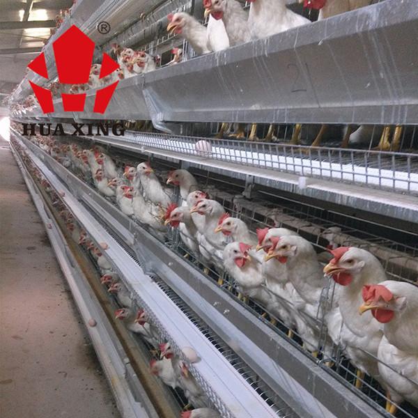 Cage Manufacturer 90 - 160 Birds Hot Galvanized Laying Hen Farming Equipments Layer Chicken Cage