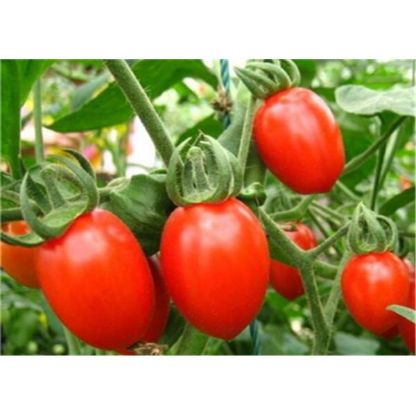 Парник подрезывает удобрение томата органическое с богатой аминокислотой