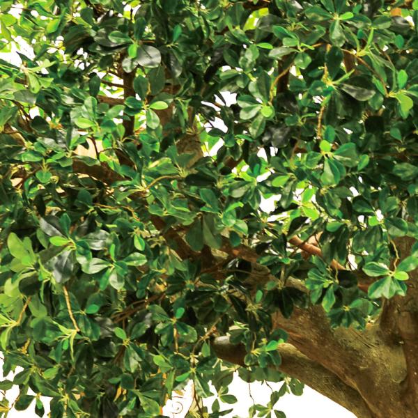 3m Height Artificial Landscape Trees Pittosporum Ficus Tree for office
