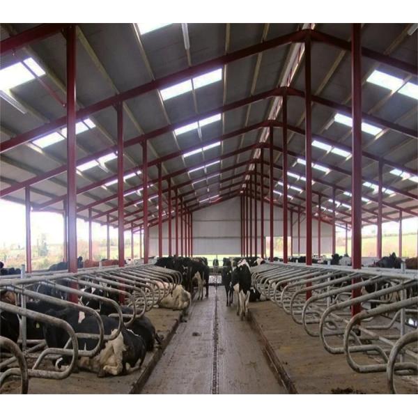 Customized Steel Structure Cow Farm Building for Livestock House Management