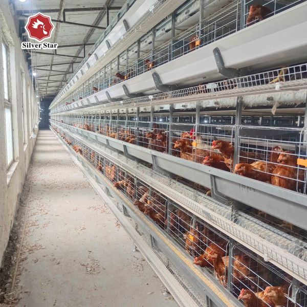 Hot Dip Galvanized Steel High Capacity Poultry Automatic Feeding & Drinking System for Layer Chicken Cage
