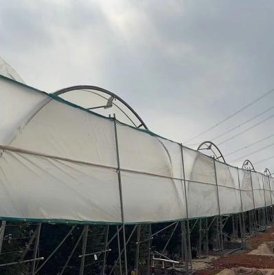 10000 Sqm Easy Connected Tunnel Cgreenhoue Plastic Poly Film Growing Strawberry Bluberry Berry Fruits