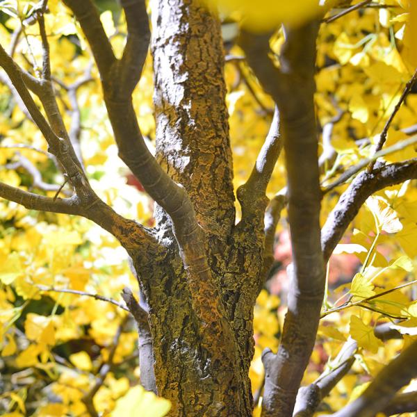 Árvore artificial terminada quase natural da nogueira-do-Japão berçário plástico da planta verde de 10 pés
