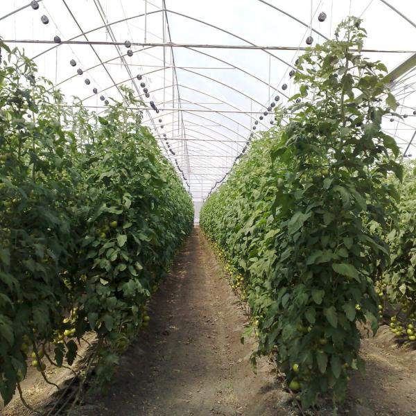 Estufa poli do túnel de Multispan dos vegetais com sistema de ventilação refrigerando