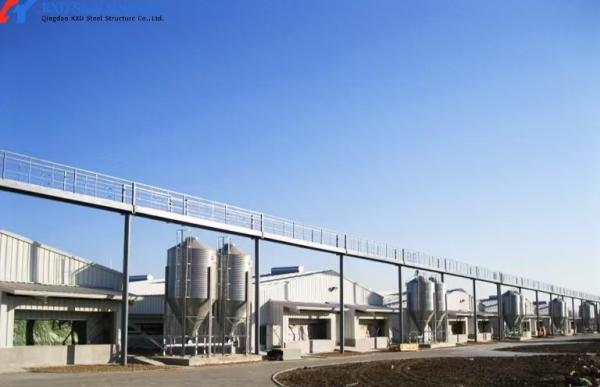 Modern Poultry Farm Steel Structure Building - Custom Light Steel Chicken House