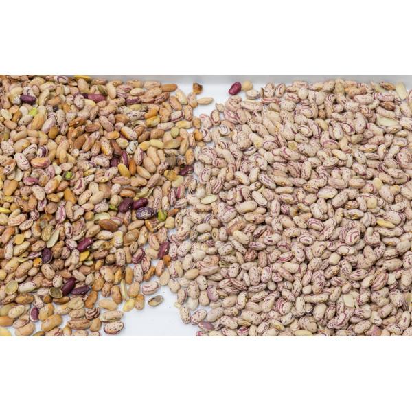 Good Quality Wenyao CE Certificated Cashew Color Sorter Machine Chestnut Color Sorting Machine