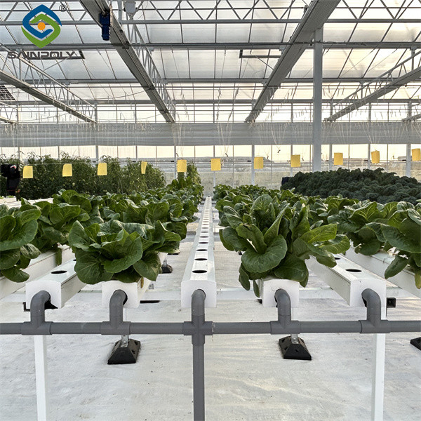 Multispan Lettuce Work Greenhouse With NFT Hydroponic Growing Systems