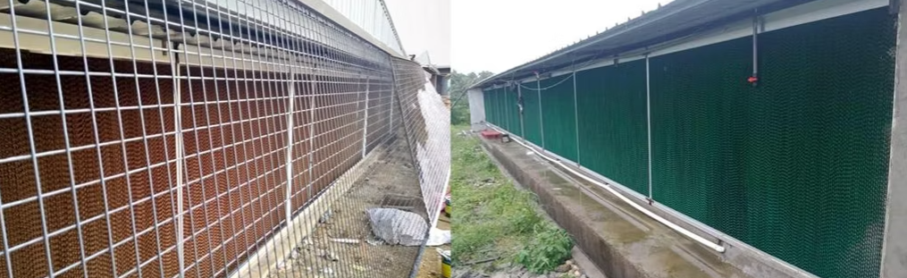 Automatic Poultry Feeding System with Galvanized Steel Construction and Automatic Feeding Control for Chicken Farm Equipment