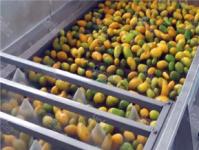 Máquina de processamento de suco de manga fresca elétrica 5T/H remoção de pedra