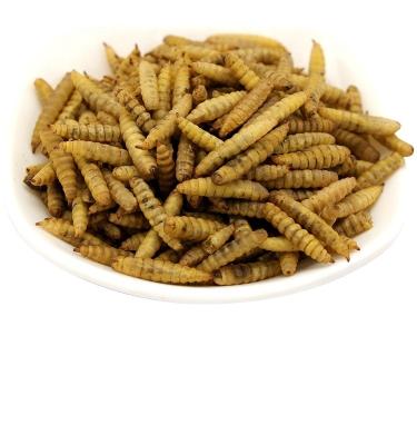 Crispy Dried Black Soldier Fly Low Fat Nutritional Value