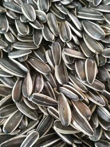 Sunflower Seed Turkey Market Price Ukraine Chinese Raw 601 Sunflower Seed Wholesale