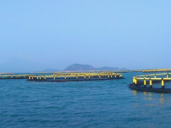 Design PE Bracket HDPE Fish Cage Trap Design Supply for Nangfengwang and Customizable