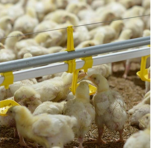 Broiler Nipple Drinker Automatic Chicken Drinker For Poultry Farming Equipment