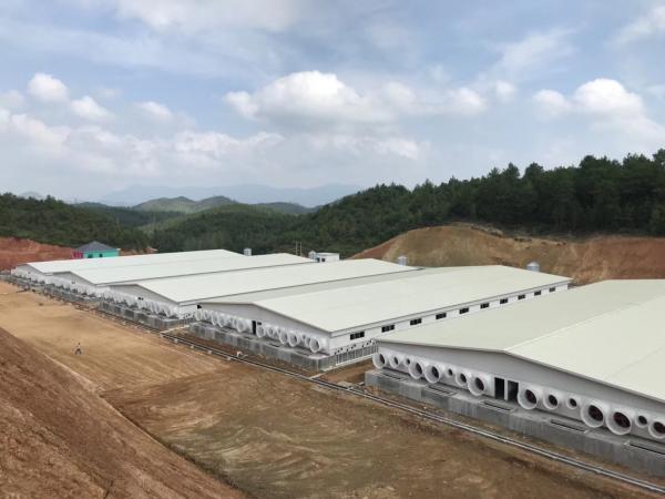 Industrial-Style Modern Metal Steel Structure Gymnasium for Chicken Breeding Milk