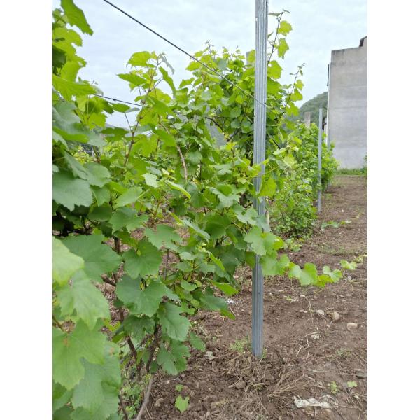 Low Carbon Steel Plant Support Posts 1.5mm 8FT Environmental Friendly