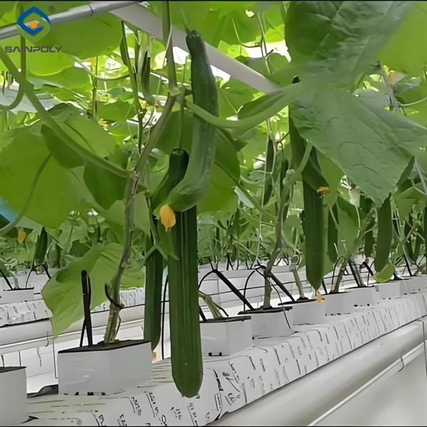 Large Size Hydroponic Farming Greenhouse For Vegetable Fruits Growth