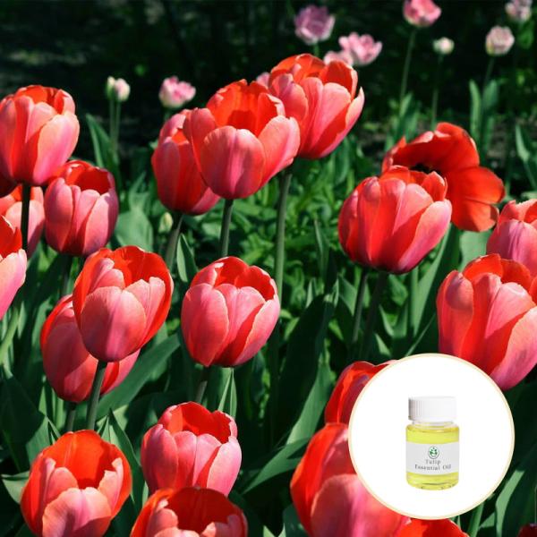 OEM ODM Service Aromatherapy Essential Oils Tulip Essential Oil For Massage