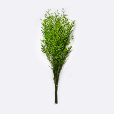 Desmodium seco de preservação bonito da folha do eucalipto para o ofício
