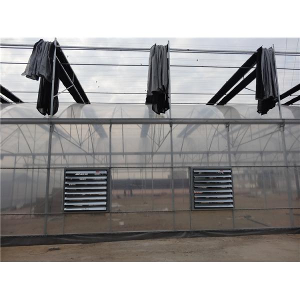 10m × 12m Heavy Duty Single Tunnel Greenhouse Plastic Tomato Greenhouse