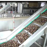 380V Intelligent Rotational Scanning Silver Chestnuts Sorting Machine 6 - 20 Lanes