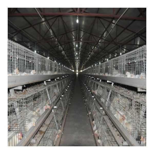 Corrosion Resistant Broiler Cage System with Automatic Feeding for High Density Poultry Farm Equipment