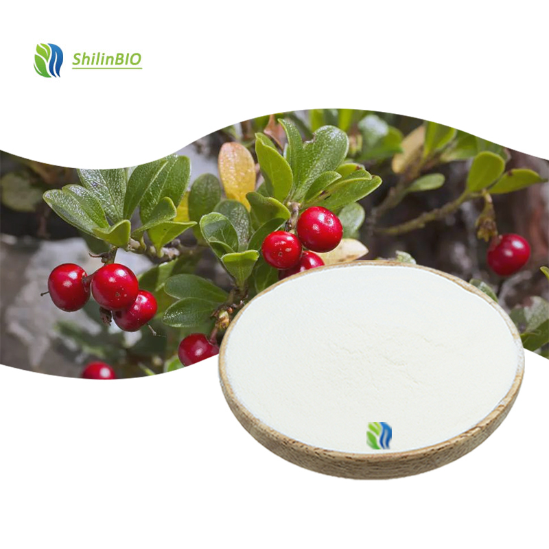 High Quality 90% Ursolic Acid Powder Uva Ursi Leaf Extract Bearberry Extract ISO/HACCP