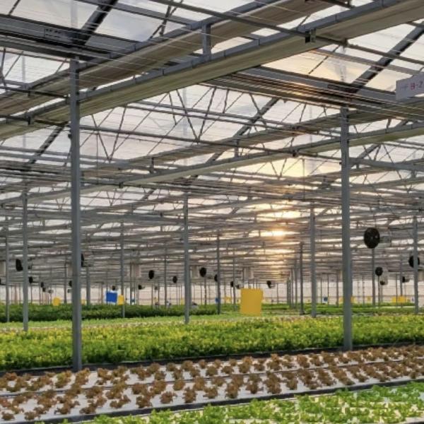 Sistema hidropónico de vegetales de invernadero de vidrio moderno multi-españo para el mercado multi-españo