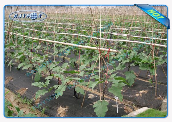 Noir 100% du tissu 25gsm de lutte contre les mauvaises herbes de Plantex de polypropylène de Vierge