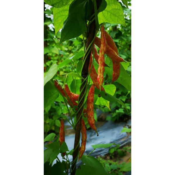 Cobalto amino mais o quelato Foliar do ácido aminado do adubo para a pulverização Foliar