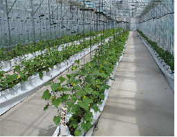 OEM Agricultural Hydroponic Green House With Top And Side Window Ventilation