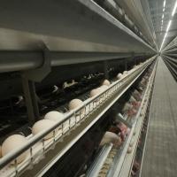 La couche galvanisée en aluminium douce d'oeufs de poulet de fil met en cage 4-8 rangées