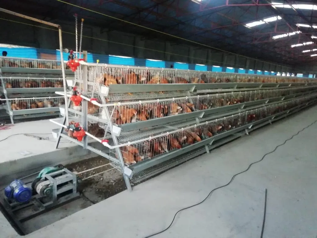 Poultry Farming Feeding System Plastic Precise Control Broiler Pan Feeding System