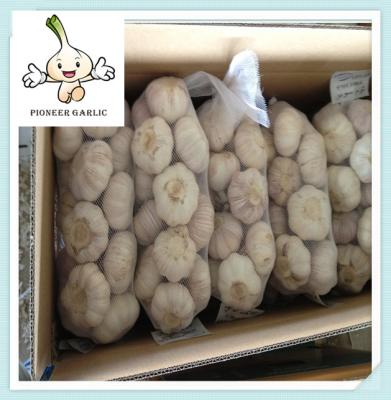 New Crop Fresh White Garlic Exporter Normal White Garlic - Jinxiang New Crop