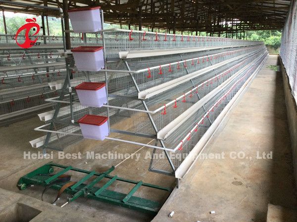 China Export Quality Battery Broiler Chicken Cage Automatic Nigeria Star