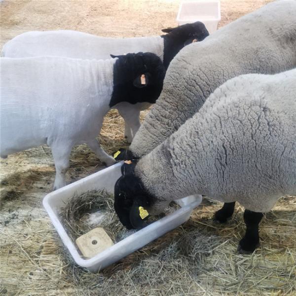 Amarelo plástico da cabra TPU dos carneiros das etiquetas de orelha dos rebanhos animais de 100mm