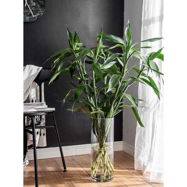 Minimalist 60cm High Tall Glass Vases The Perfect Combination of Style and Function