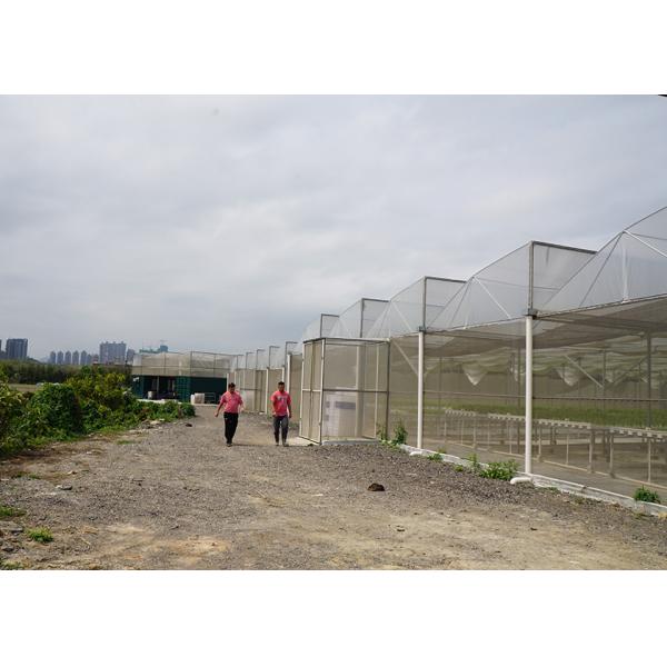 Heavy Duty Windproof Commercial Hot Houses Reinforced Plastic Greenhouse