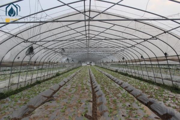 Galvanized Tunnel Greenhouse Year Round Crop Cultivation For Healthier Harvests