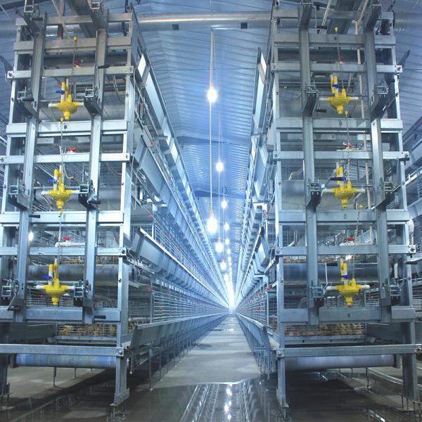 Q235 Steel Broiler Cage System , 108-144 Birds 4 Tier Layer Cage