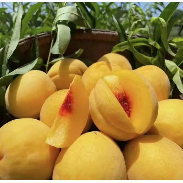 Acides aminés enzymatiques d'hydrolyse de source d'usine de poudre de protéine de soja de 95 pour cent