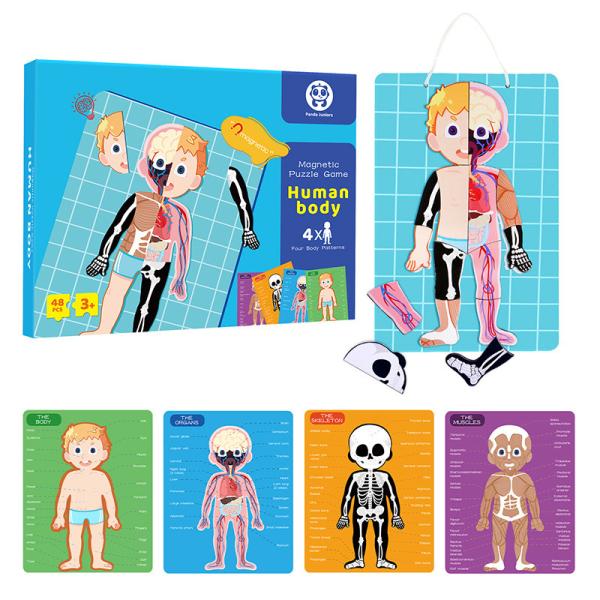 Anatomia do corpo humano que aprende o brinquedo magnético do enigma para idades 3-8 crianças 48Pcs com caixa