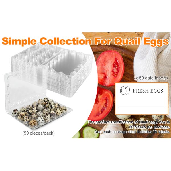 Small Plastic Egg Cartons - Clear 2 Dozen Quail Eggs Tray - Reusable Storage Holder For Small, Pheasant, Pigeon Eggs