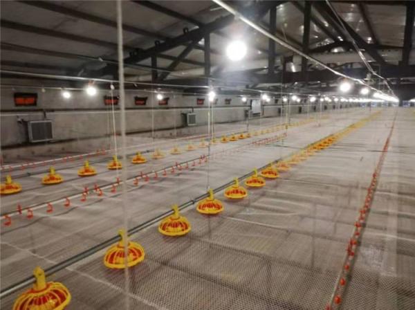 Poultry Farm Automatic Pan Feeding System Floor Raising For Chicken Broiler Breeder