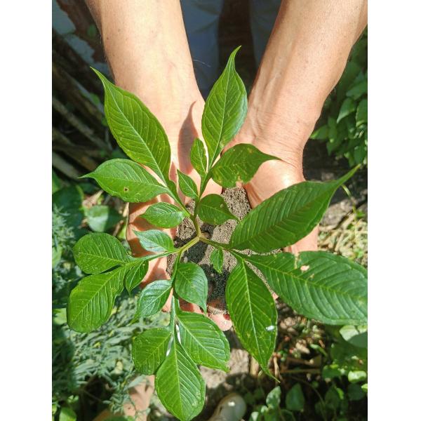 Con bajo contenido de grasa Konjac Glucomanano en polvo Suplemento nutricional Gel natural para beneficios dietéticos y de belleza