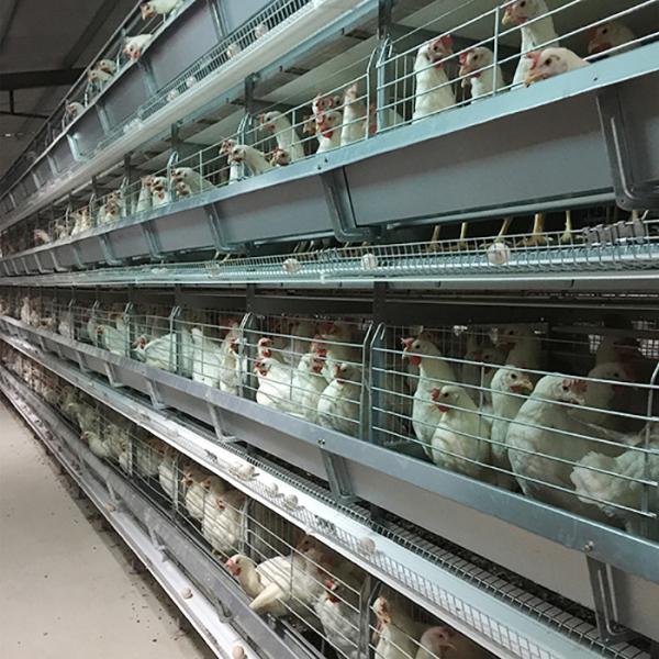 4 - 8.5m Raising Poultry Chicken Cage Battery Control With Auto Egg Collector