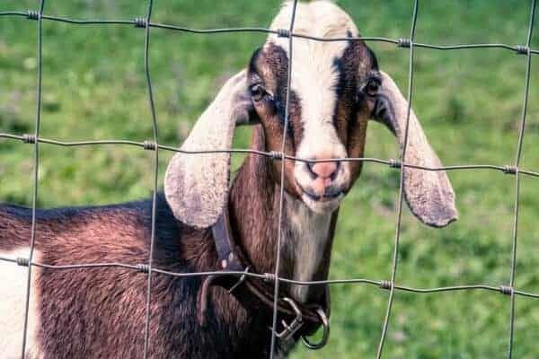 Wholesale Galvanized Grassland Wire Mesh Fence Cattle / Sheep / Field / Deer Farm Fence