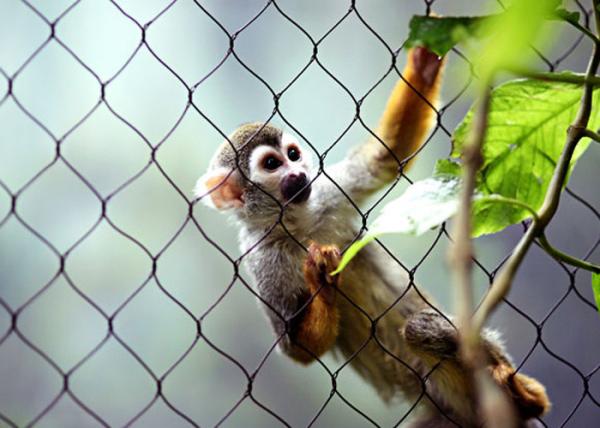 Soft Flexible 80x80mm Stainless Steel Rope Mesh At Animal Enclosure Zoo Fence Bird Aviary