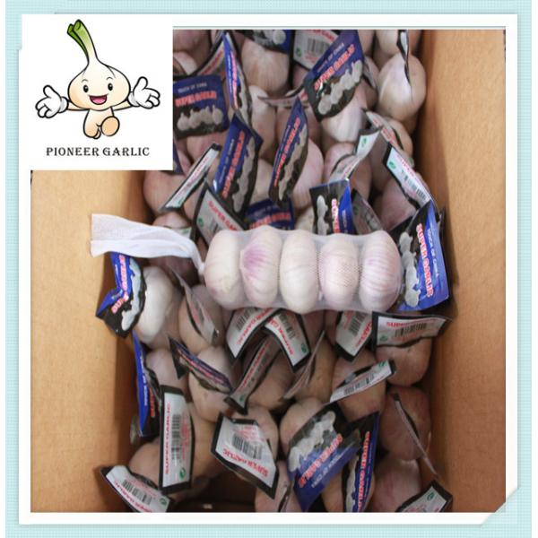 Chinese Garlic Super Quality & Price Super Normal White Garlic