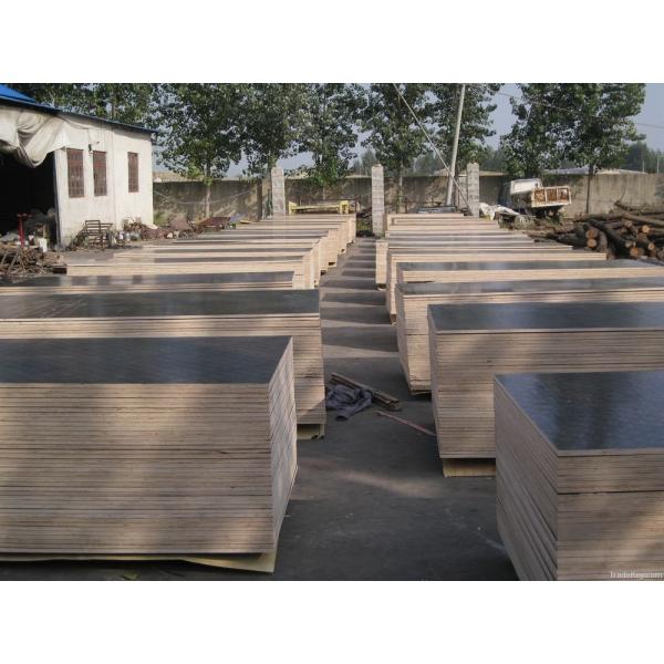 birch constrution plywood 