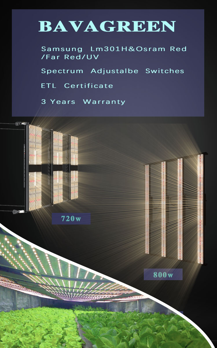 СИД инфракрасн LM301H SAA растет светлое AC277V 800w Uva Uvb 5x5ft 4 переключателя